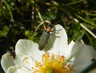 Oedemera croceicollis