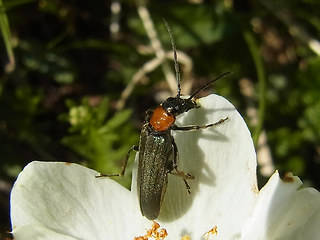 Oedemera croceicollis