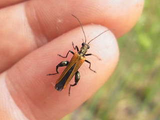 Oedemera femorata