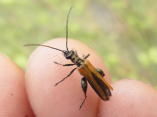 Oedemera femorata