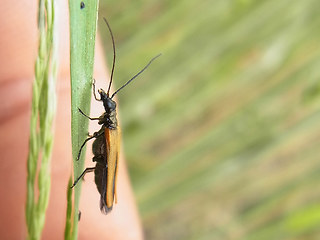 Oedemera femorata