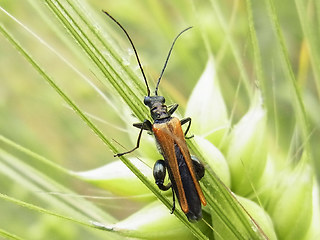 Oedemera femorata