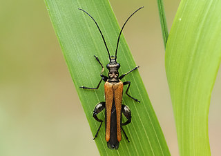 Oedemera femorata