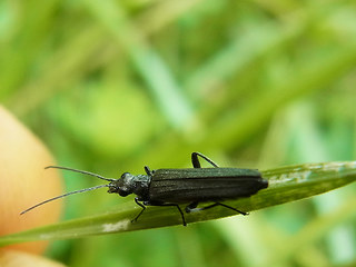 Oedemera lurida