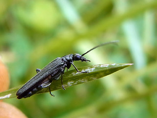 Oedemera lurida