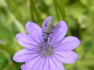 Oedemera lurida