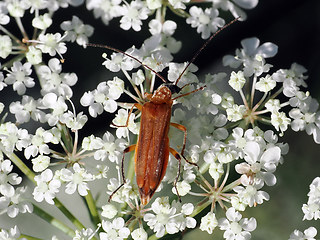 Oedemera podagrariae