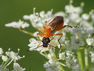 Oedemera podagrariae