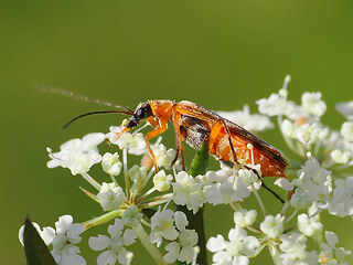 Oedemera podagrariae