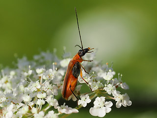 Oedemera podagrariae
