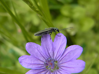Oedemera sp.