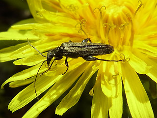 Oedemera virescens