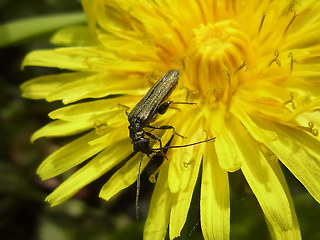 Oedemera virescens