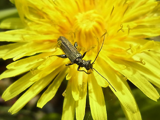 Oedemera virescens