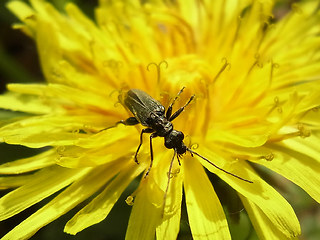 Oedemera virescens