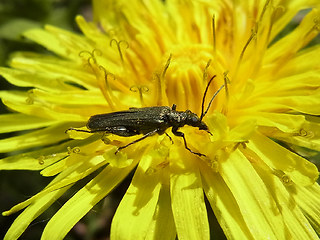 Oedemera virescens