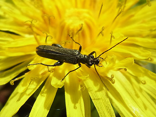 Oedemera virescens