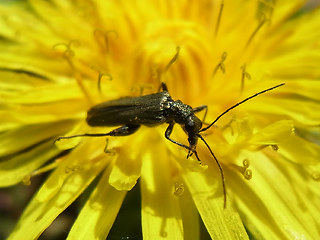 Oedemera virescens