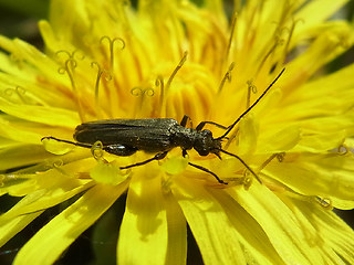 Oedemera virescens