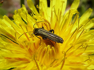 Oedemera virescens