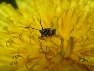 Oedemera virescens