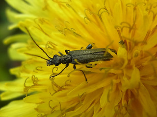 Oedemera virescens