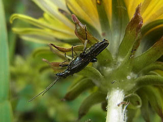 Oedemera virescens