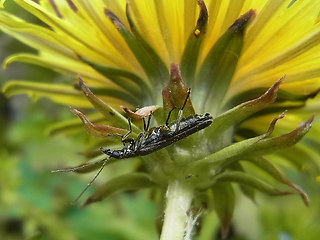 Oedemera virescens