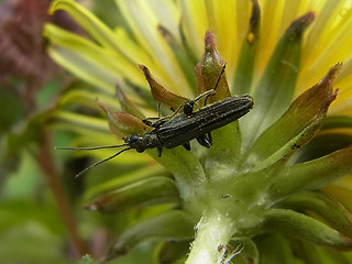 Oedemera virescens