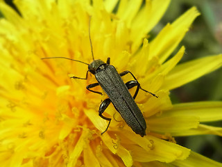 Oedemera virescens