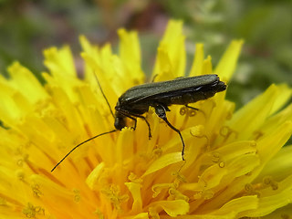 Oedemera virescens