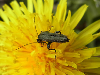 Oedemera virescens