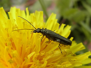 Oedemera virescens