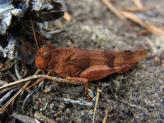 Oedipoda caerulescens