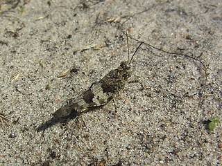 Oedipoda caerulescens