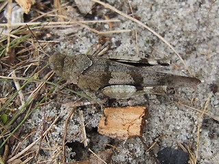 Oedipoda caerulescens