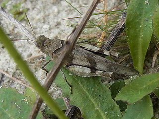 Oedipoda caerulescens