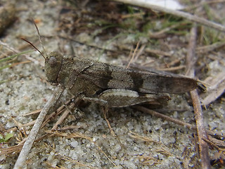 Oedipoda caerulescens
