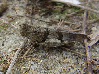 Oedipoda caerulescens