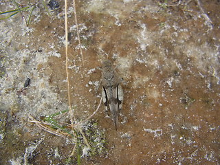 Oedipoda caerulescens