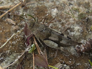 Oedipoda caerulescens