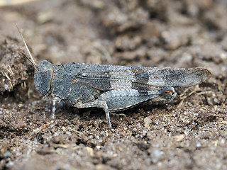 Oedipoda caerulescens