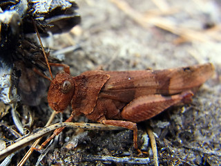 Oedipoda germanica