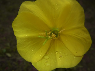 Oenothera coloratissima