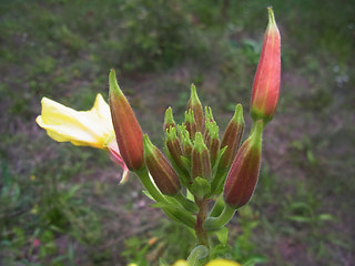 Oenothera coloratissima