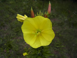 Oenothera coloratissima