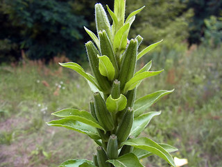 Oenothera coloratissima