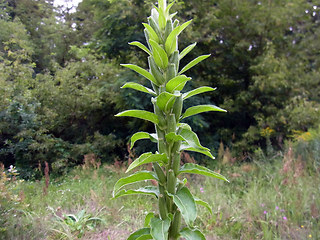 Oenothera coloratissima