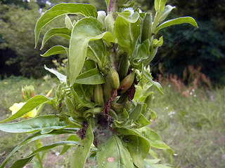 Oenothera coloratissima