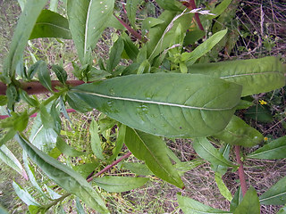 Oenothera coloratissima